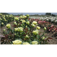 Чайно-гибридные