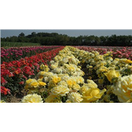 Чайно-гибридные