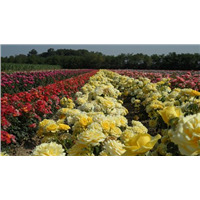 Чайно-гибридные