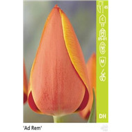 Дарвиновы Гибриды