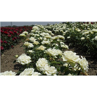 Флорибунда