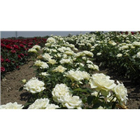 Флорибунда