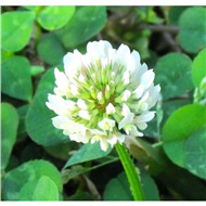 КЛЕВЕР БЕЛЫЙ