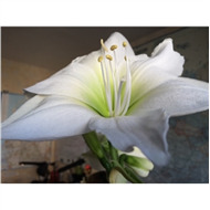 Луковицы лилий