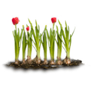 Луковицы цветов в промышленной упаковке