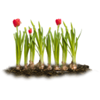 Луковицы цветов в промышленной упаковке