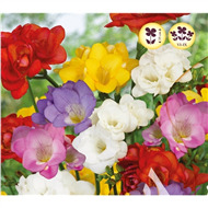 Мелколуковичные