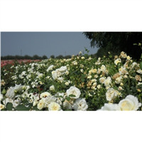 Почвопокровные