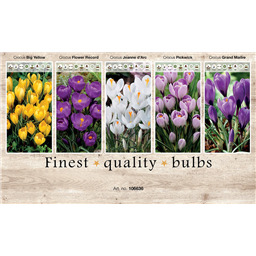 106636 Крокусы Крупноцветковые