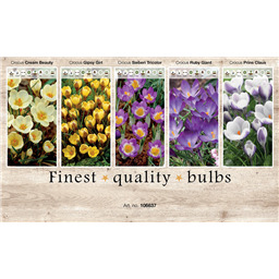 106637 Крокусы Ботанические