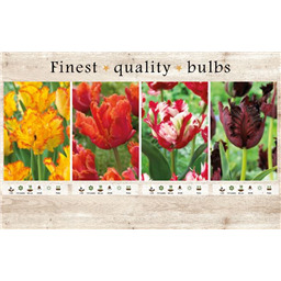 106641 Тюльпаны Попугайные