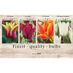 106643 Тюльпаны Лилиецветные
