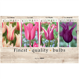 106644 Тюльпаны Лилиецветные