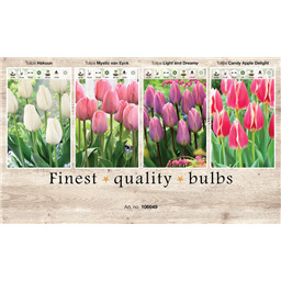 106649 Тюльпаны Дарвиновые гибриды