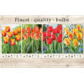 106651 Тюльпаны Дарвиновые гибриды