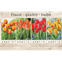 106651 Тюльпаны Дарвиновые гибриды