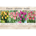 106653 Тюльпаны Простые Ранние