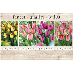 106653 Тюльпаны Простые Ранние