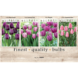 106658 Тюльпаны Триумф