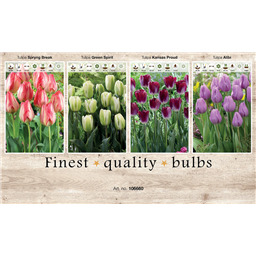106660 Тюльпаны Триумф