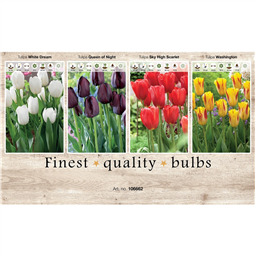 106662 Тюльпаны Простые Поздние