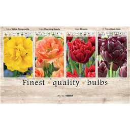 106664 Тюльпаны Махровые Поздние
