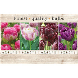 106665 Тюльпаны Махровые Поздние