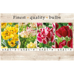 106667 Тюльпаны Многоцветковые