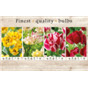 106667 Тюльпаны Многоцветковые