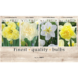 106672 Нарциссы Сплит Корона