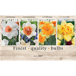 106674 Нарциссы Сплит Корона