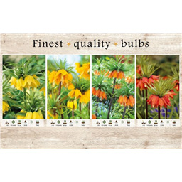 106684 Фритилярии