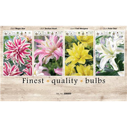 206600 Лилии Махровые