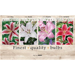 206602 Лилии Восточные 