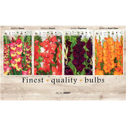 206607 Гладиолусы 