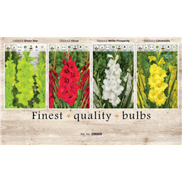 206609 Гладиолусы 