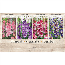 206610 Гладиолусы 