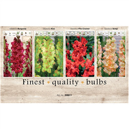 206611 Гладиолусы Гофрированные