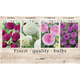 206614 Георгины Помпонные  