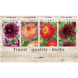 206615 Георгины Кактусовидные  