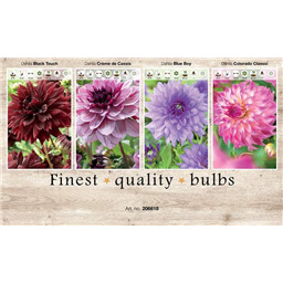 206618 Георгины Декаративные