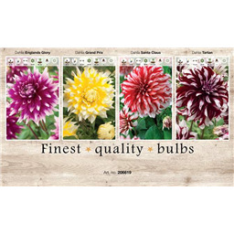 206619 Георгины Декаративные