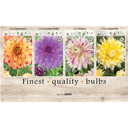 206620 Георгины Декаративные