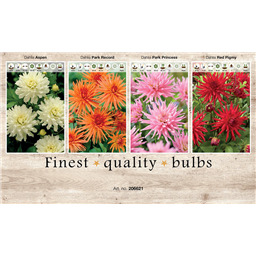 206621 Георгины Кактусовидные  