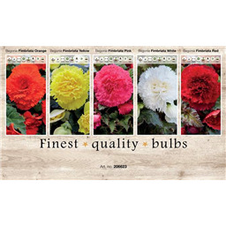 206623 Бегонии Фибриата