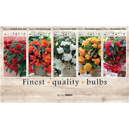 206624 Бегонии Пендула