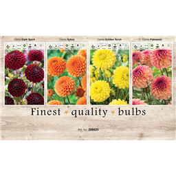 206625 Георгины Помпонные  