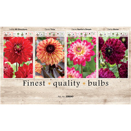 206640 Георгины Декаративные