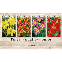 206641 Лилейники