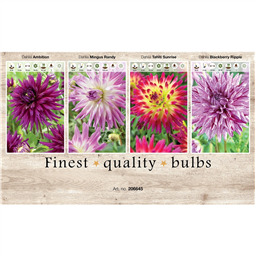 206645 Георгины Кактусовидные  